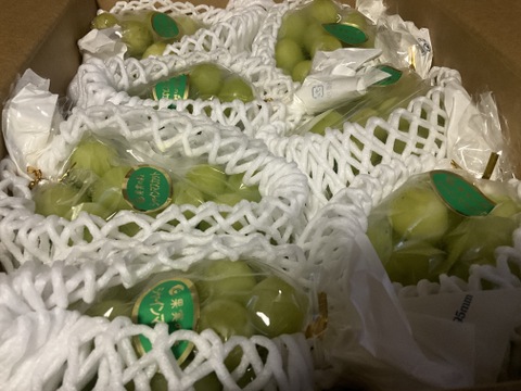 令和7年農林水産大臣賞受賞者が送る【特別栽培農産物】長野県産シャインマスカット3kg（6房～8房）