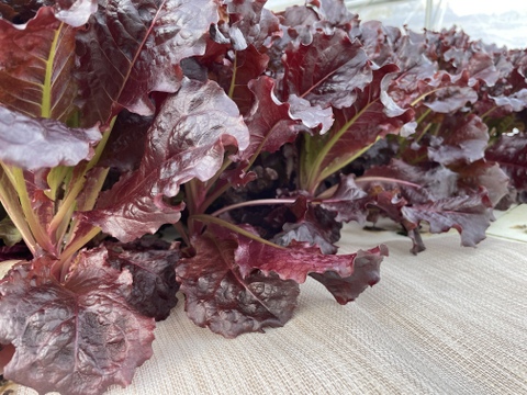 お料理映え！真紅のサニーレタス　800g