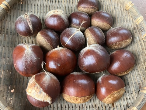 収穫始まりました！生栗(洋栗、約２キロ入り)