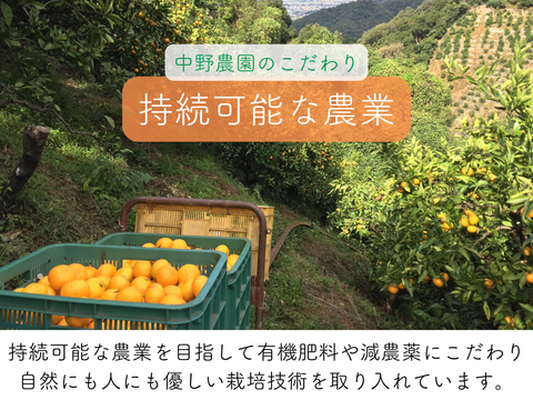 超ジューシー！ゆら早生 有田みかん 3ｋｇ 家庭用