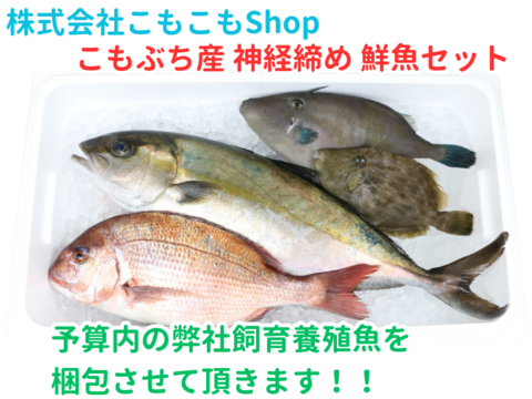 朝どれ鮮魚『こもぶち産 養殖鮮魚セット』神経締め付(3~4種入)