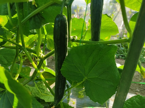 🥒【訳あり・規格外】たっぷり食べたい方に！朝採れキュウリ 約2.5kg｜太め・曲がり・傷・虫食いあり｜農薬・化成肥料不使用🥒
