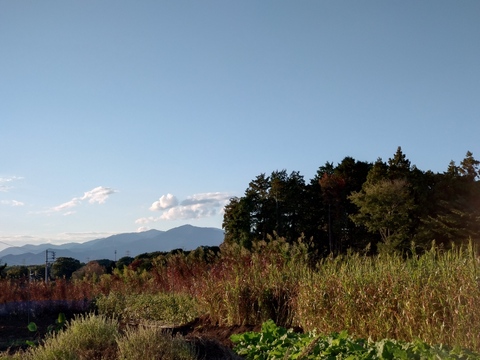 箱いっぱい！とりたての旬野菜セット１０種類前後 【農薬・化学肥料不使用】