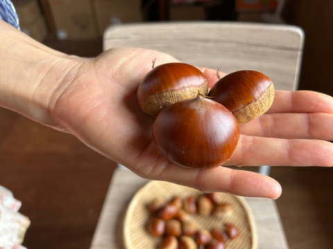 自然栽培奥出雲くり(500g)