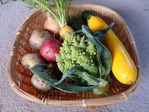 新じゃがキタアカリ(M・S混合1㎏)とロマネスコ・ミニ他夏野菜のセット
