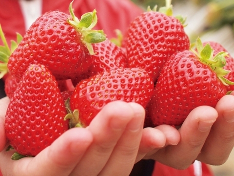 【ギフト】プレミアムBOX（とまとジュースといちごスプレッドの詰め合わせ）