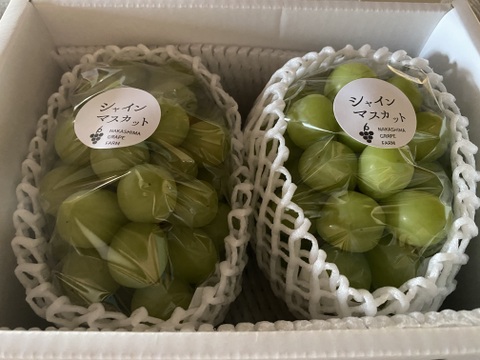 【夏ギフト】　エメラルドグリーンの輝き！矢掛町産シャインマスカット2房入り箱