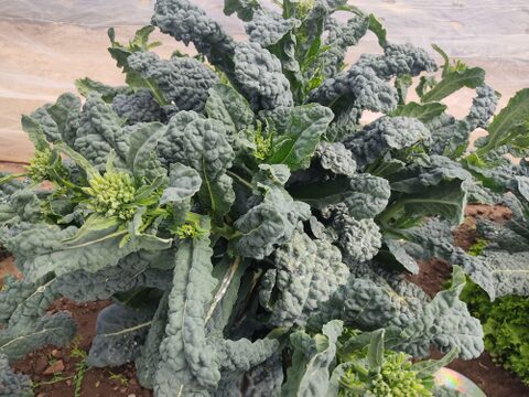 ✨【今だけのご馳走】黒キャベツの親子セット（ベビーネロ（花芽）＋カーボロネロの葉セット）｜食感も味も2度おいしいイタリア野菜✨農薬・化成肥料不使用
