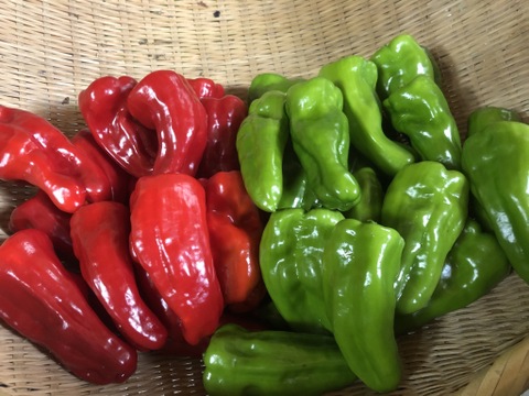 【大雨被害から復旧復活!】自然栽培べっぴんやさいのピーマン(約1.5kg)