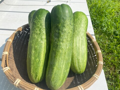 ごんぶと！加賀太きゅうり　4kg（約６～7本）