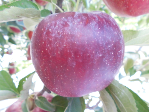 まるせい果樹園の秋映　　3kg自家用　贈答用　(6～15玉入り)　玉数指定不可　ｒｂ3