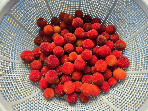 ★最終品！　自然栽培　ヤマモモ　1キロ～　秀峰　秀光　チルド便