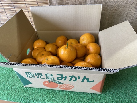 【数量限定！旬の柑橘】はるみ【5㎏】