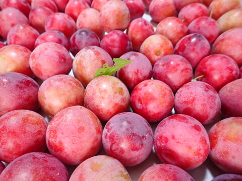 一口サイズのすもも　メスレー　約2.3kg