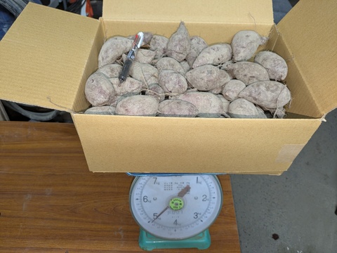 【規格外】鮮やかな紫色！　小さめの紫芋　（あやむらさき）