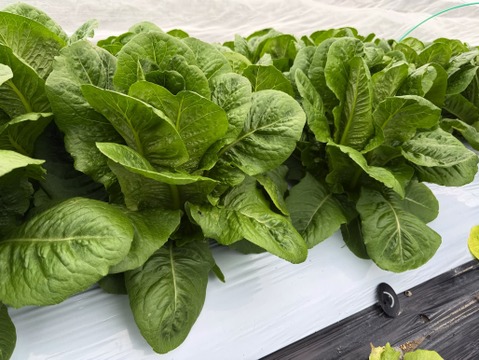 【福袋】カレンダー付：絶品！とくうま秋冬野菜１０〜１２品セット