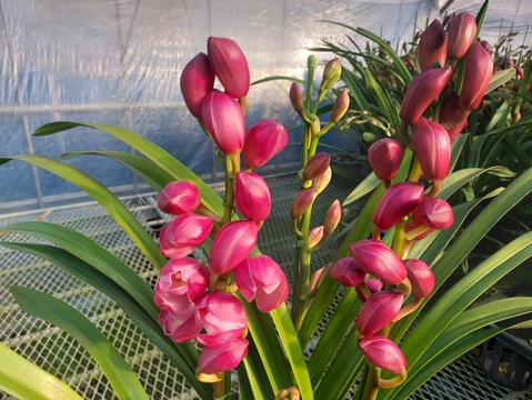 【コンパクトサイズ】シンビジウムスタンダード仕立て3本立