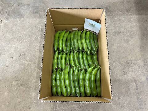 5月発送 春の味覚農家直送！甘くてしっとり房州そら豆4キロ。