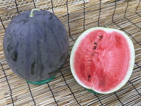 ■販売準備中【晴れの国・岡山県産】★訳あり★濃厚な美味しさ！黒大玉すいか『タヒチ』１０Kg級-１玉／ニホンミツバチ交配／露地栽培／化成肥料・化学農薬・着果剤不使用【※保冷便指定】