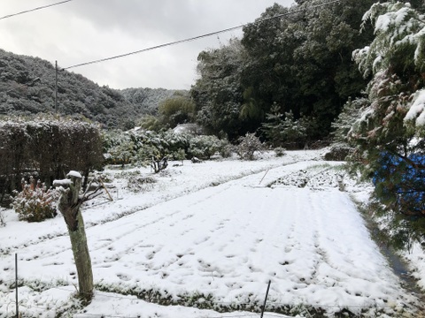 新米令和6年産　甘くてもちもち！九州天草山間地清流米(コシヒカリ３キロ)