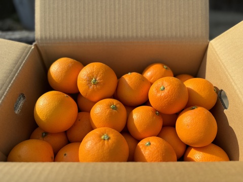 大三島のネーブルオレンジ （ご家庭用・10キロ箱）