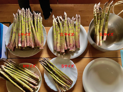 【北海道産】風のアスパラ 　栽培期間農薬不使用　サイズミックス500g