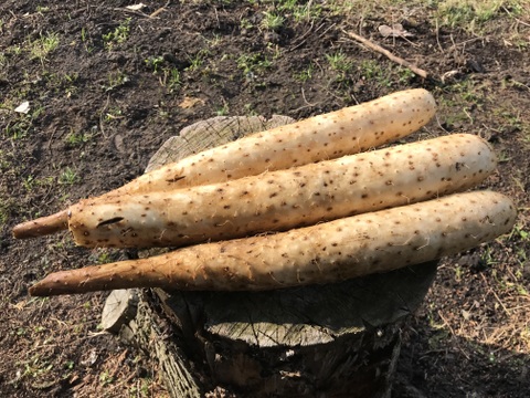 【農薬・化学肥料不使用】MOA自然農法で育ったまろやかにんにく500g(訳あり品）と長芋1ｋｇのセット