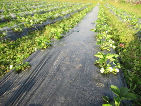 農薬肥料不使用の農園産いちごと、北海道産てんさい糖だけで作った【手作りいちごジャム8本セット】