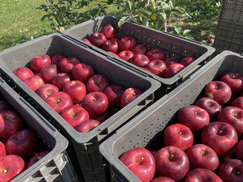 【期間限定ギフト】贅沢４品種ミックス🍎上品7個入りギフトボックス〜化学合成農薬を約40％削減して栽培しました〜安曇野産りんご🍎