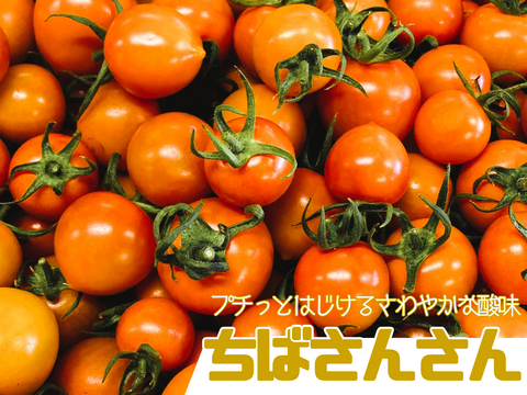 母の日ギフト｜ポモ・ロッサ　陽だまりセレクション｜赤とオレンジ、2種のフルーツトマト食べ比べギフト24粒入り