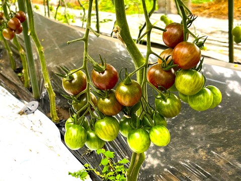 ＜今シーズン終了しました＞那須高原産カラフルトマトのマルシェM（10種以上・1㎏）　ミニトマト