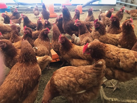 限定販売✨菊池の平飼い有精卵🥚
あっさり美味しい！！（２０個入り）✨