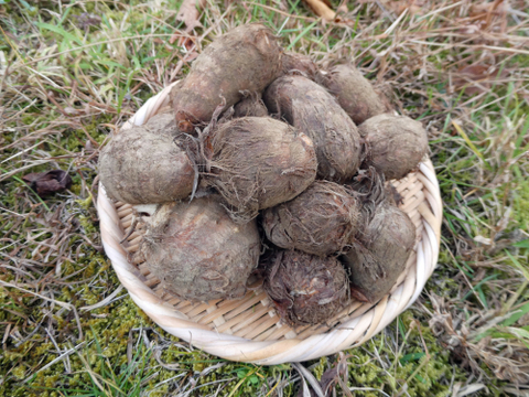 冬の芋類４種バラエティセット（4kg）さつまいも・里芋・菊芋・ヤーコン