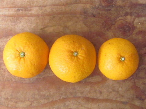 【えひめ・しまなみの島あまなつ】瀬戸内海よりお届け！いまが旬の木なり甘夏みかん５㎏【約１５～２０個・サイズ混合・ご家庭用】程よい甘みと爽やかな酸味が魅力の柑橘です！