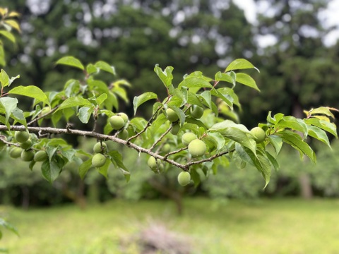 自然栽培の紅映梅 2kg 梅干し用