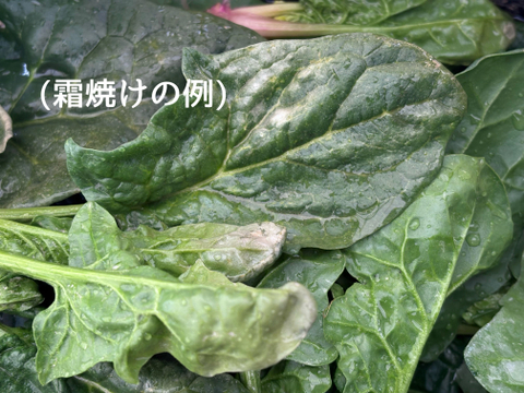 1kg｜信州産｜氷点下で育つ濃厚甘い露地ほうれん草