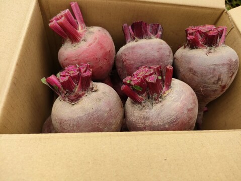 食べて欲しいからSALE　ビーツ6.0kg