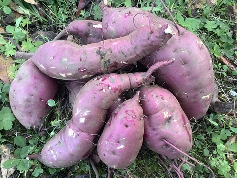 🍠さつまいも　紅はるか🍠　２kg❗️