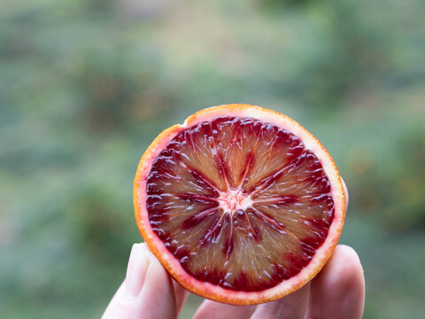 SP3 【農園イチオシ柑橘】ブラッドオレンジ（モロ）2.5kg