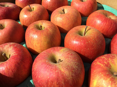 【旬のおまかせ】葉とらずりんご 加工用 約4.5kg(12-28玉) 1~3種類 #NAX0K045
