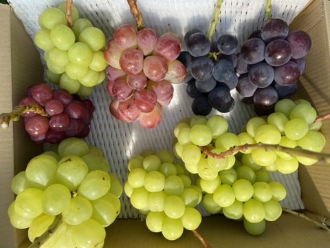 特別栽培ぶどうバイオレットキング♡山形県産♡大粒の次世代キングオブブドウ♡