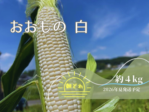 【2026年7月予約🌽夏ギフト🎁】
＼生で食べられる白い宝石🌽／
中津川産大橋農園プレミアム『純白とうもろこし』おおもの白 4kgセット
✨糖度20度前後！朝採り＆即日冷蔵発送／数量限定！