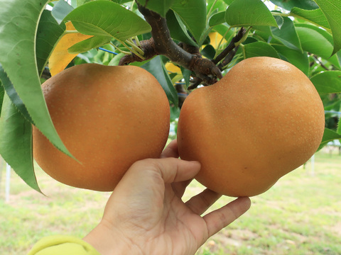 【農薬節減】もぎたて!! 梨 豊水 3kg(6〜8玉) ギフトにも!! 贈答【発送9月中下旬〜】