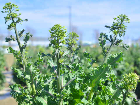 【有機栽培 JAS認証】プチヴェール菜の花 600g＋【機能性表示食品】ソフトケールGABA（500g）（静岡県磐田市産）