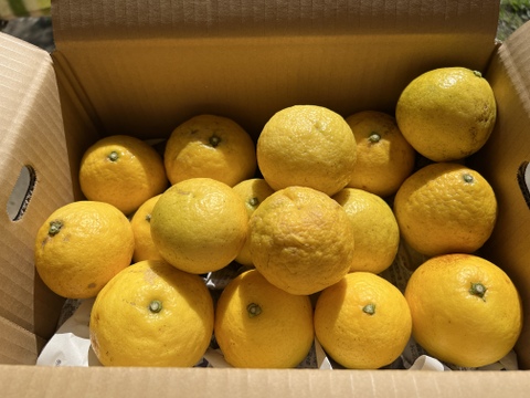 【農薬不使用】無選別✳︎ご家庭用ニューサマオレンジ10kg