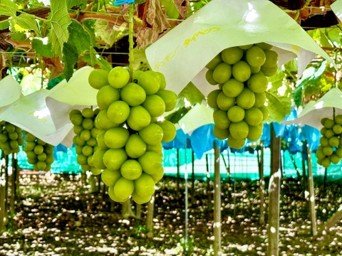 希少品種！富士の輝１房＋シャインマスカット１房
発送予定：9月12日～9月18日