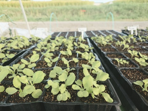 〘【自然栽培初物！！秋の野菜セット鶴首かぼちゃ・さつまいも・ニンニク・唐辛子】〙5500円固定種 在来種 ！!おまかせ野菜セット無肥料 農薬不使用 80サイズ【5キロ前後】　内容は時期により異なります