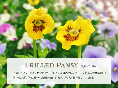 【暖色系詰め合わせ】エディブルフラワー・化学肥料/農薬不使用の安心して食べられるお花　30輪