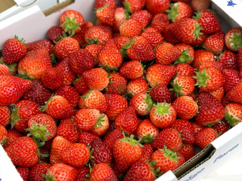 【たっぷり使える】訳ありよつぼし２kg｜ジャム・スムージー加工用に