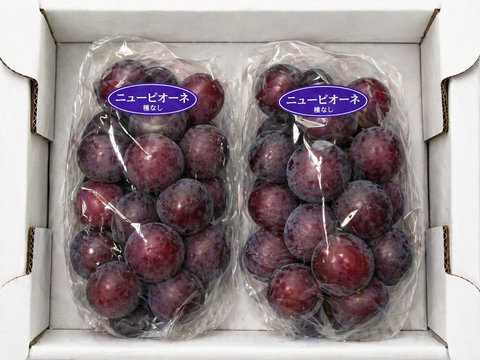 全国 送料無料！種無し大粒ぶどう糖度16度〜20度以上『ニューピオーネ』800g以上2房セット箱入り